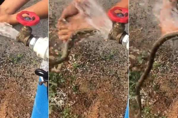 VÍDEO: Cobra sai de torneira e assusta moradores no Ceará