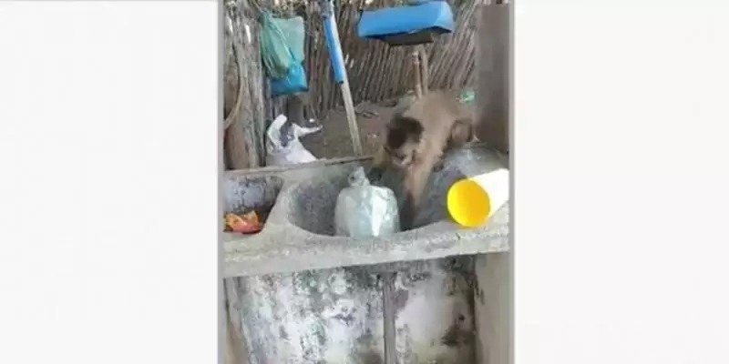 Macaco viraliza ao aparecer ‘lavando louça’ e ‘afiando’ faca