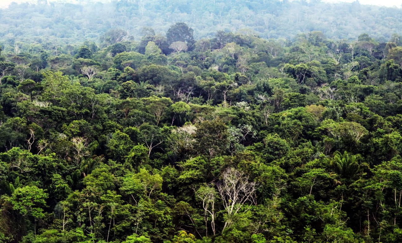 Semas cancela 456 Cadastros Ambientais Rurais na Flota do Paru