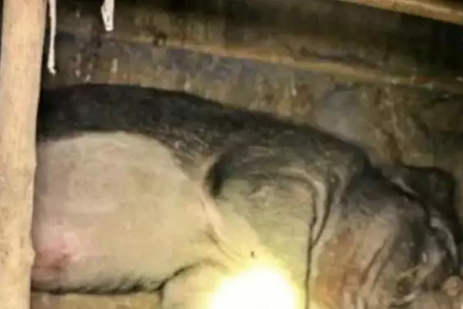 Idoso é morto por javali de estimação de 120 kg após tentar prender o animal