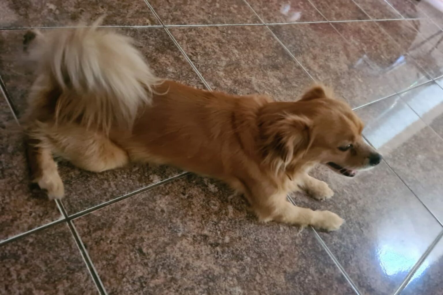 Família pede ajuda para localizar cachorro desaparecido em Marabá