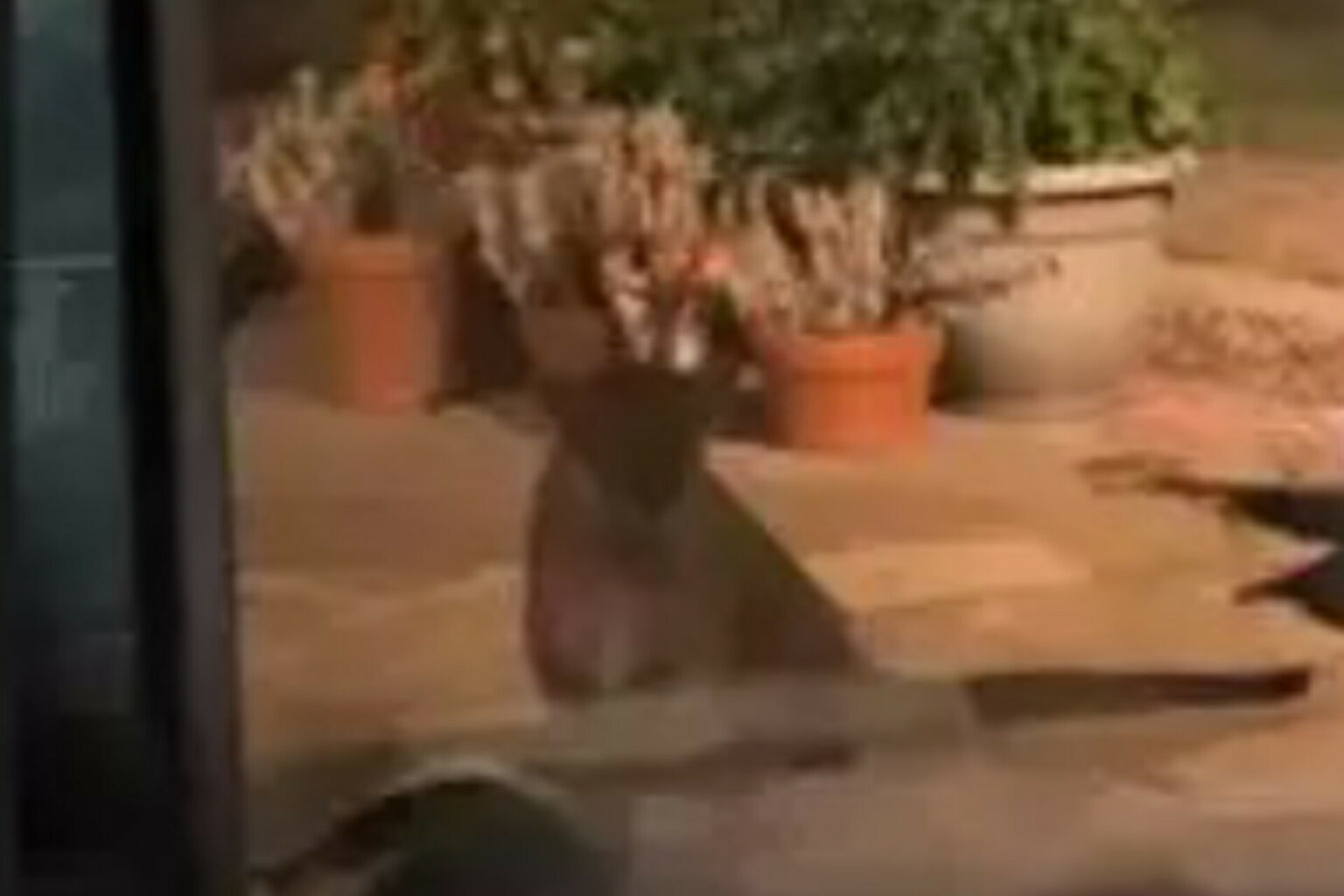 VÍDEO: Cachorro é atacado e arrastado pelo pescoço por leão diante da tutora