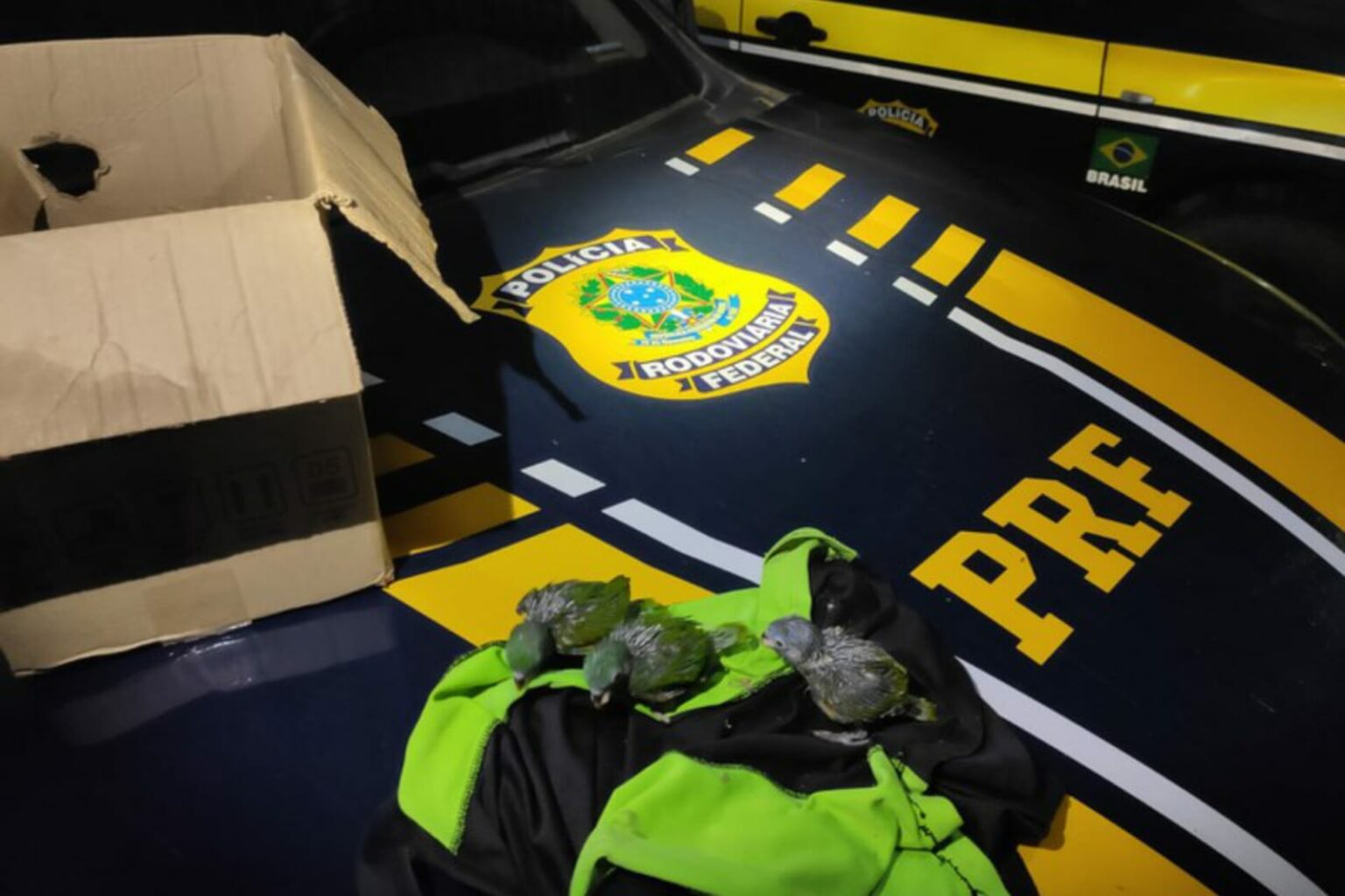 PRF resgata três animais silvestres no oeste do Pará