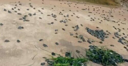 VÍDEO: 1.500 filhotes de tartarugas e tracajás são integrados à natureza pelo projeto Quelônios do Tocantins