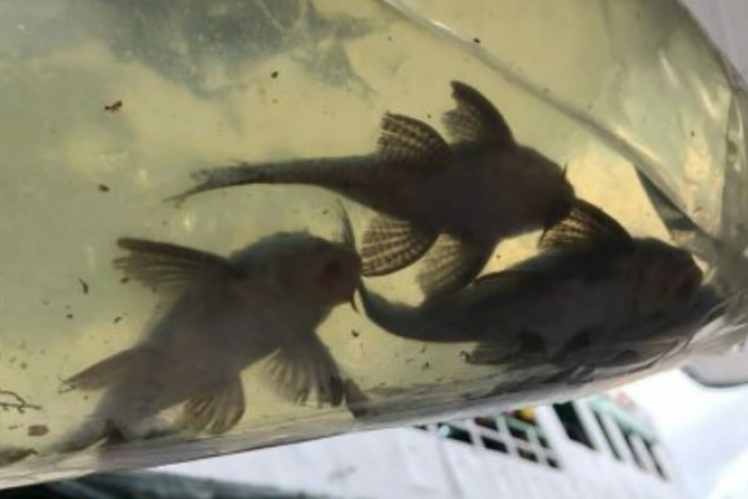 Mais de 200 peixes ornamentais são apreendidos no Pará