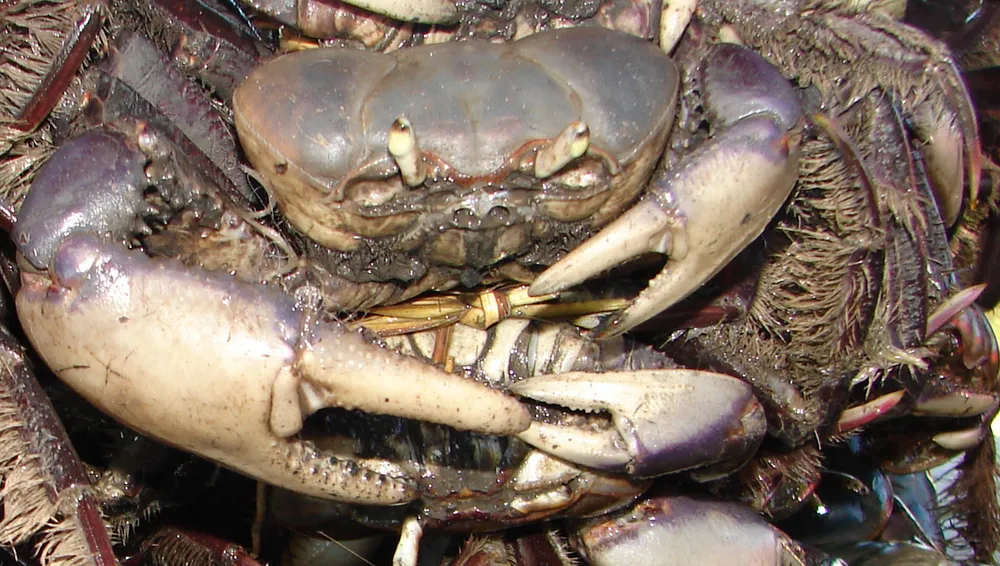 Início do período do defeso do caranguejo-uçá veta pesca do crustáceo no Pará