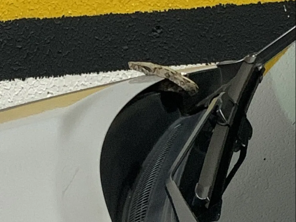 Universitária entra em pânico após perceber cobra no capô do carro, no Pará