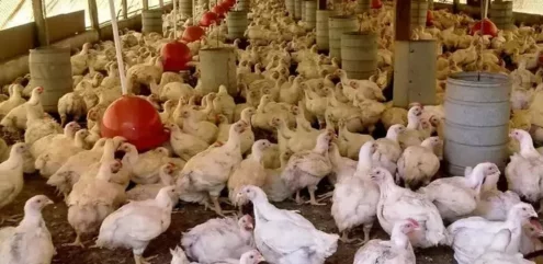 Adepará reforça barreira sanitária contra influenza aviária