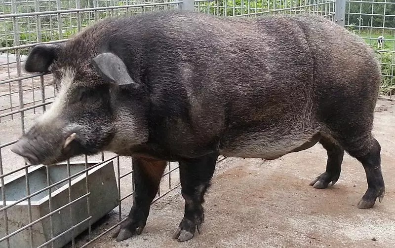 Porco reage a tentativa de abate e mata açougueiro em em Hong Kong