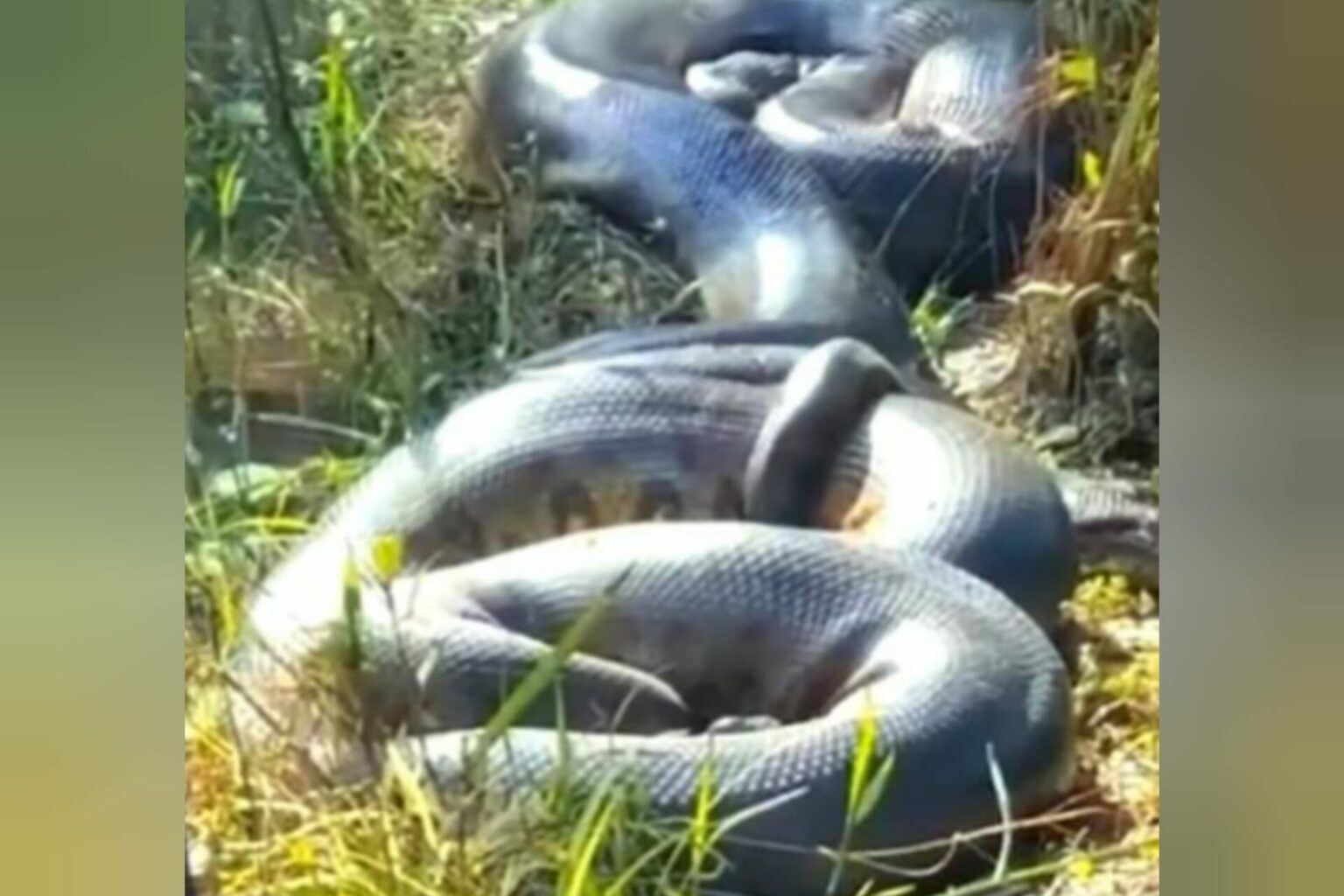 Vídeo flagra sucuris gigantes no Pantanal
