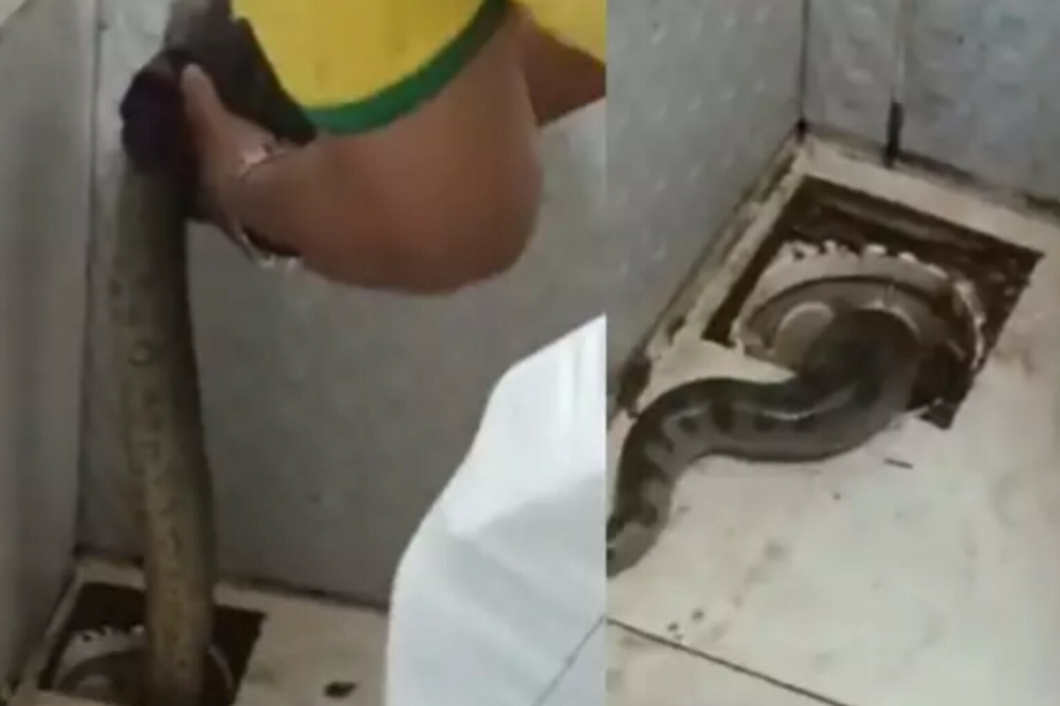 Cobra é encontrada dentro de banheiro de casa no Pará