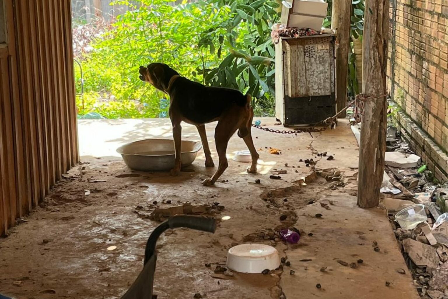 Mulher é presa por crime de maus-tratos contra animais em Paragominas
