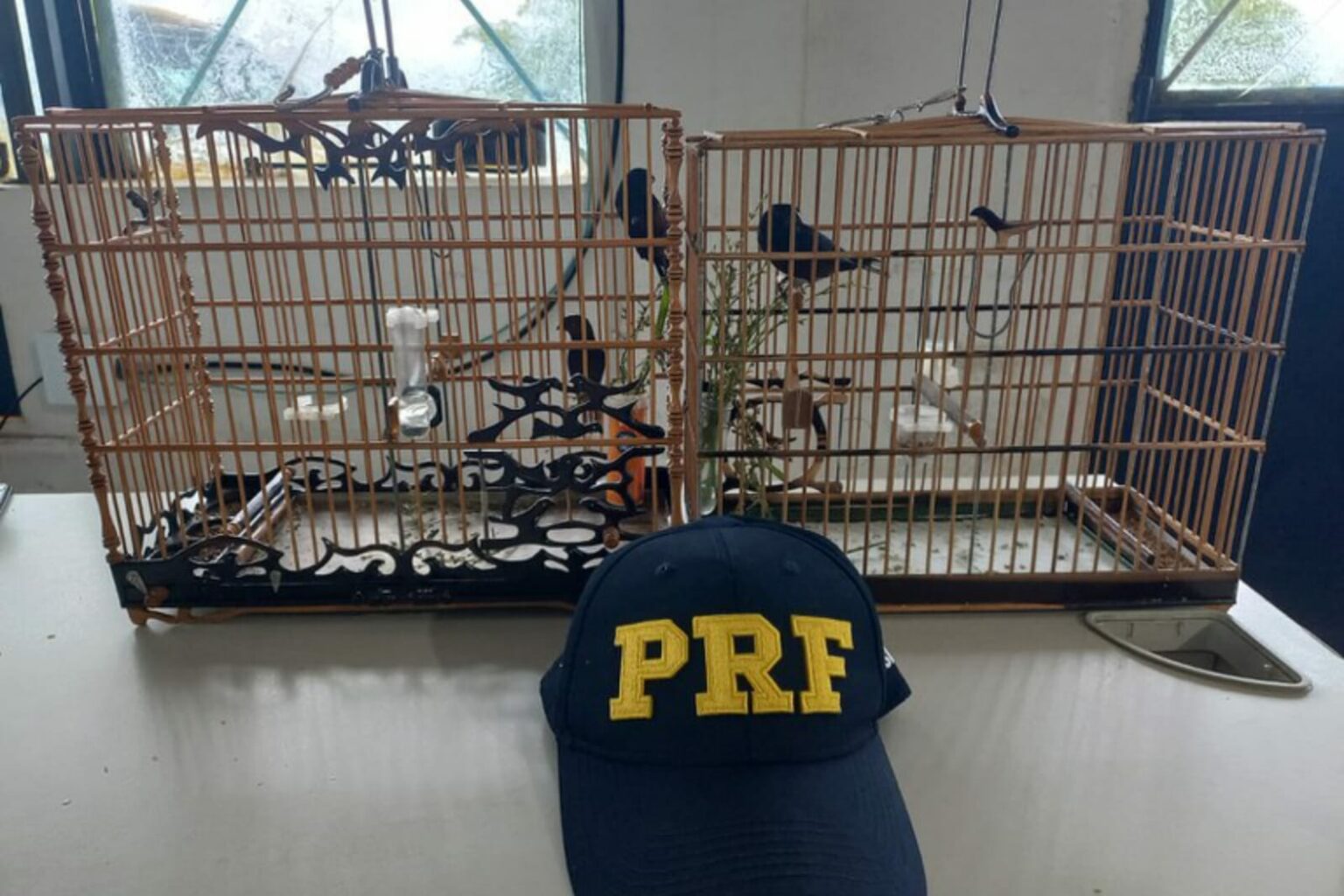 PRF resgata dois pássaros silvestres em Marabá
