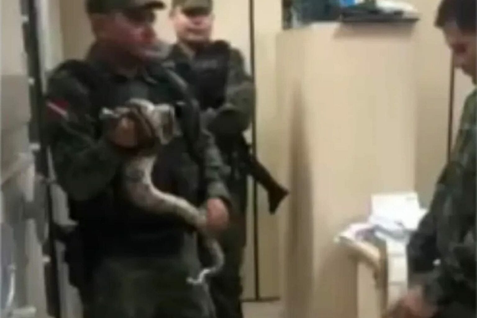 No Pará, Jiboia é encontrada embaixo de armário na sede de Secretaria de Obras