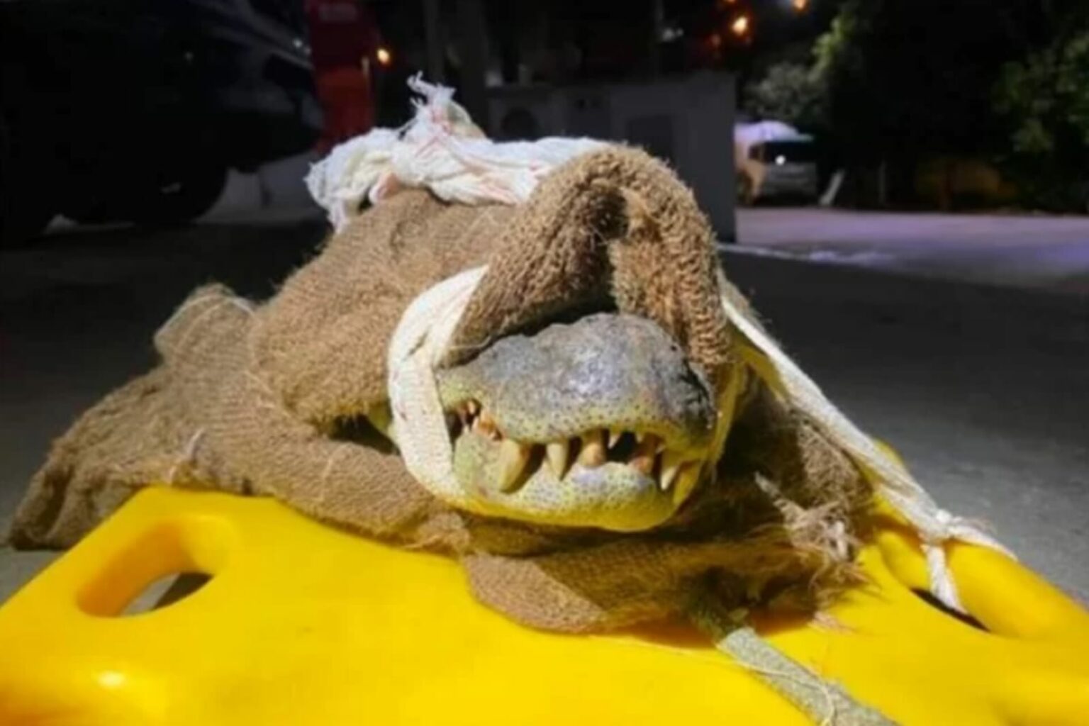 Pescador é atacado por jacaré de quase dois metros