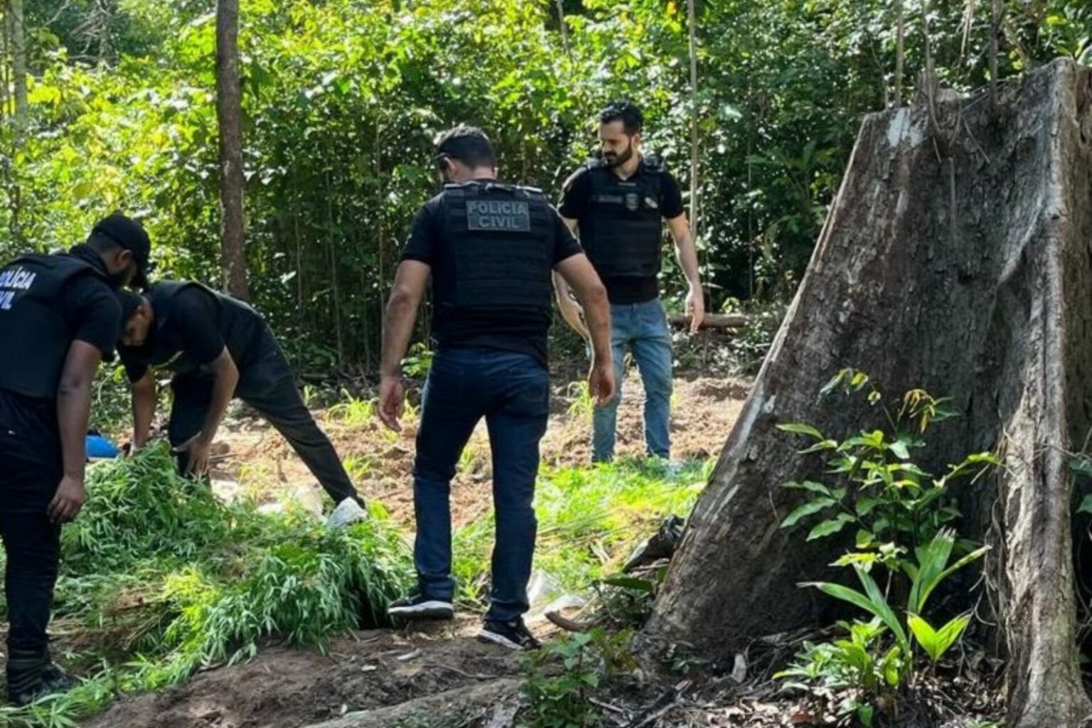 PC localiza quase 700 pés de maconha em Tomé Açu