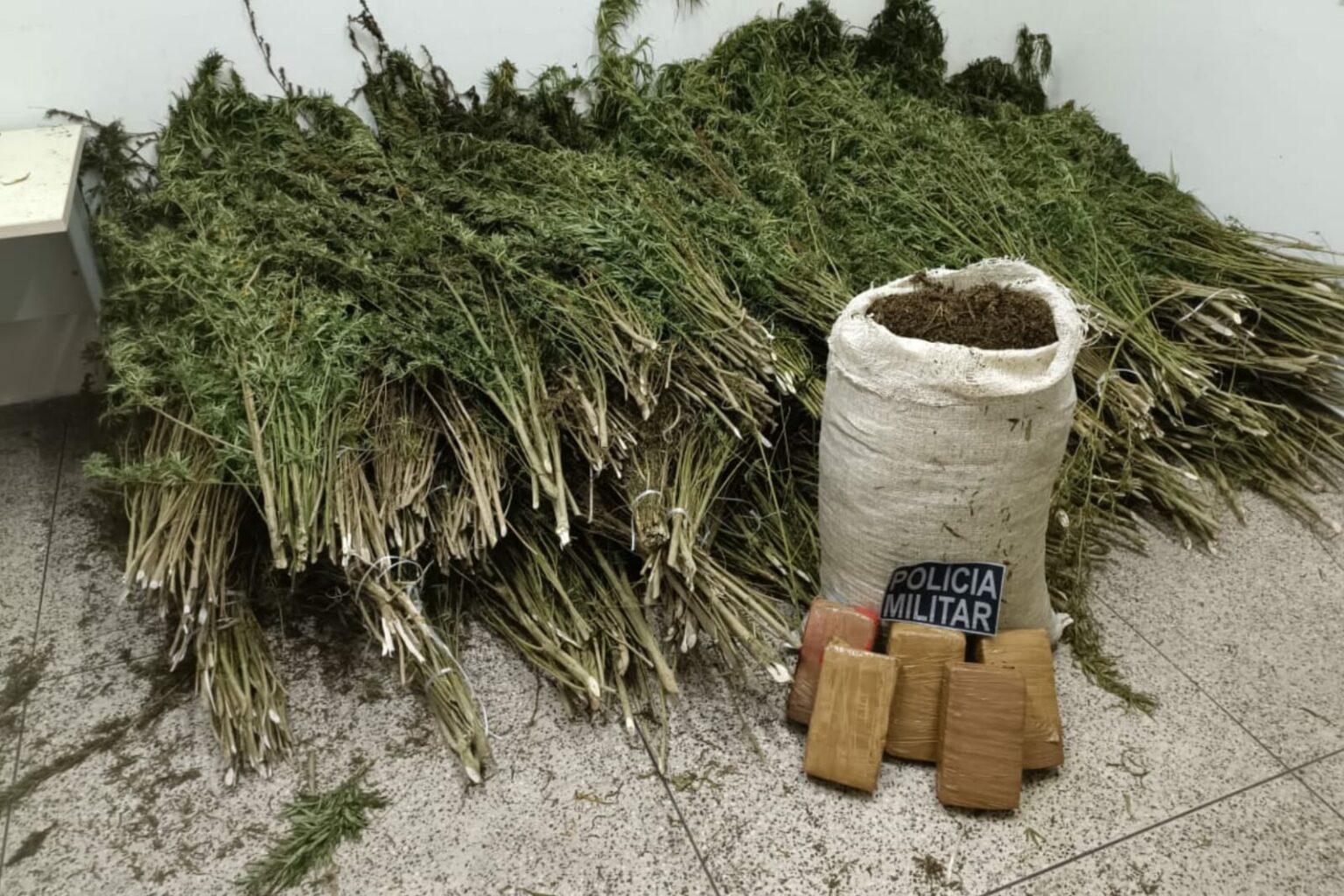 PM apreende mais de 1800 pés de maconha no Pará