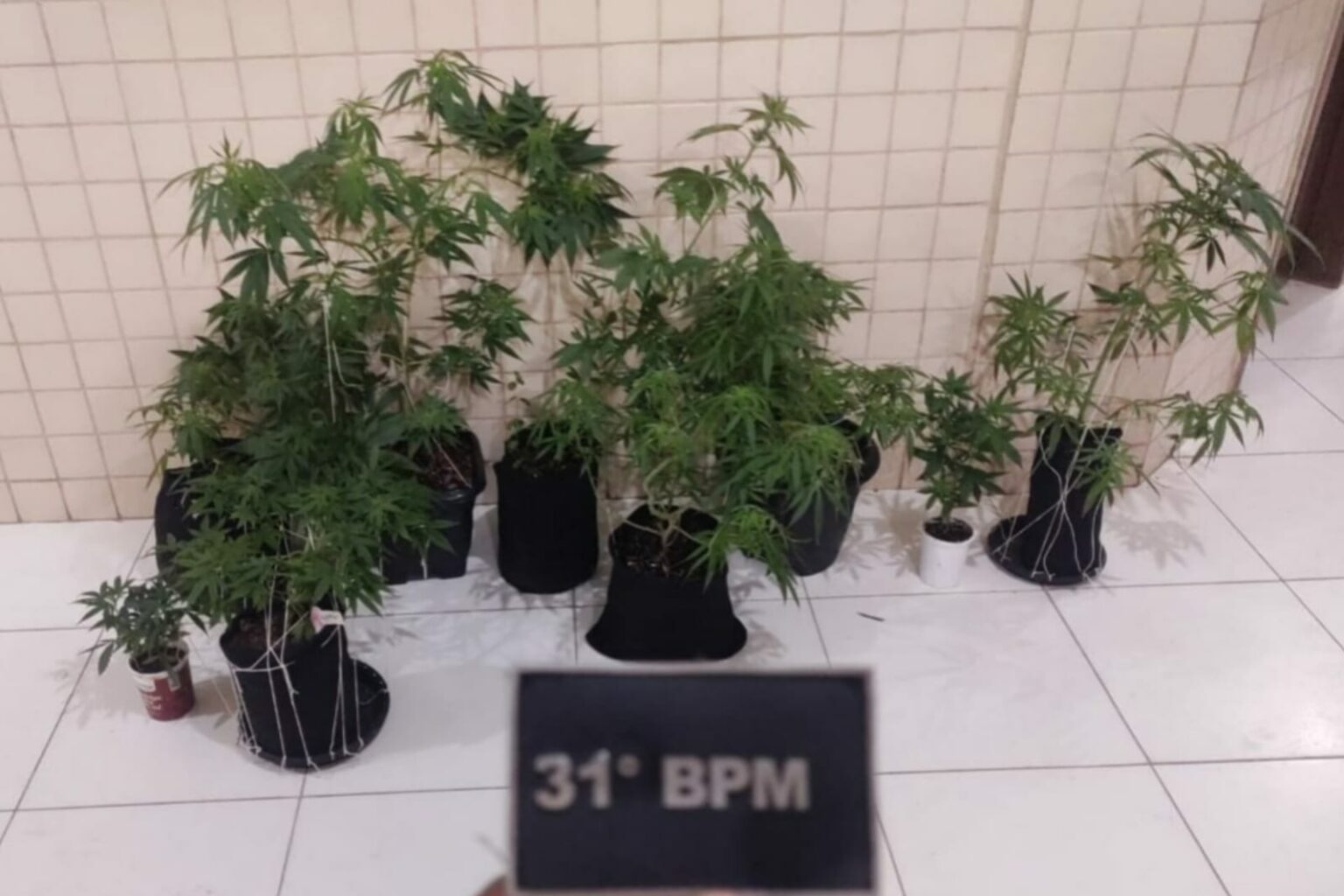 PM prende homem e apreende oito mudas de maconha em Abaetetuba