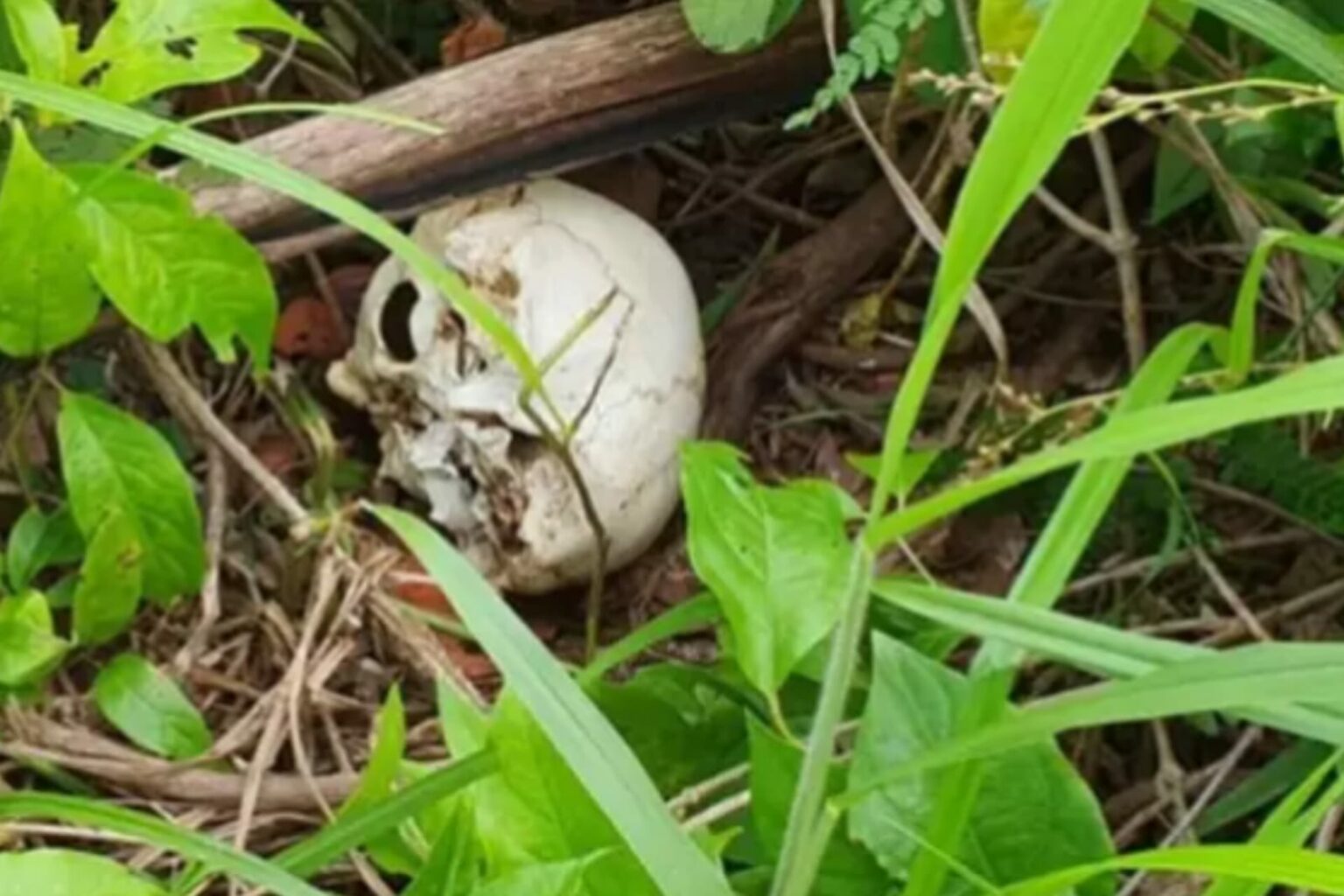 Cães farejadores encontram crânio humano em Parauapebas
