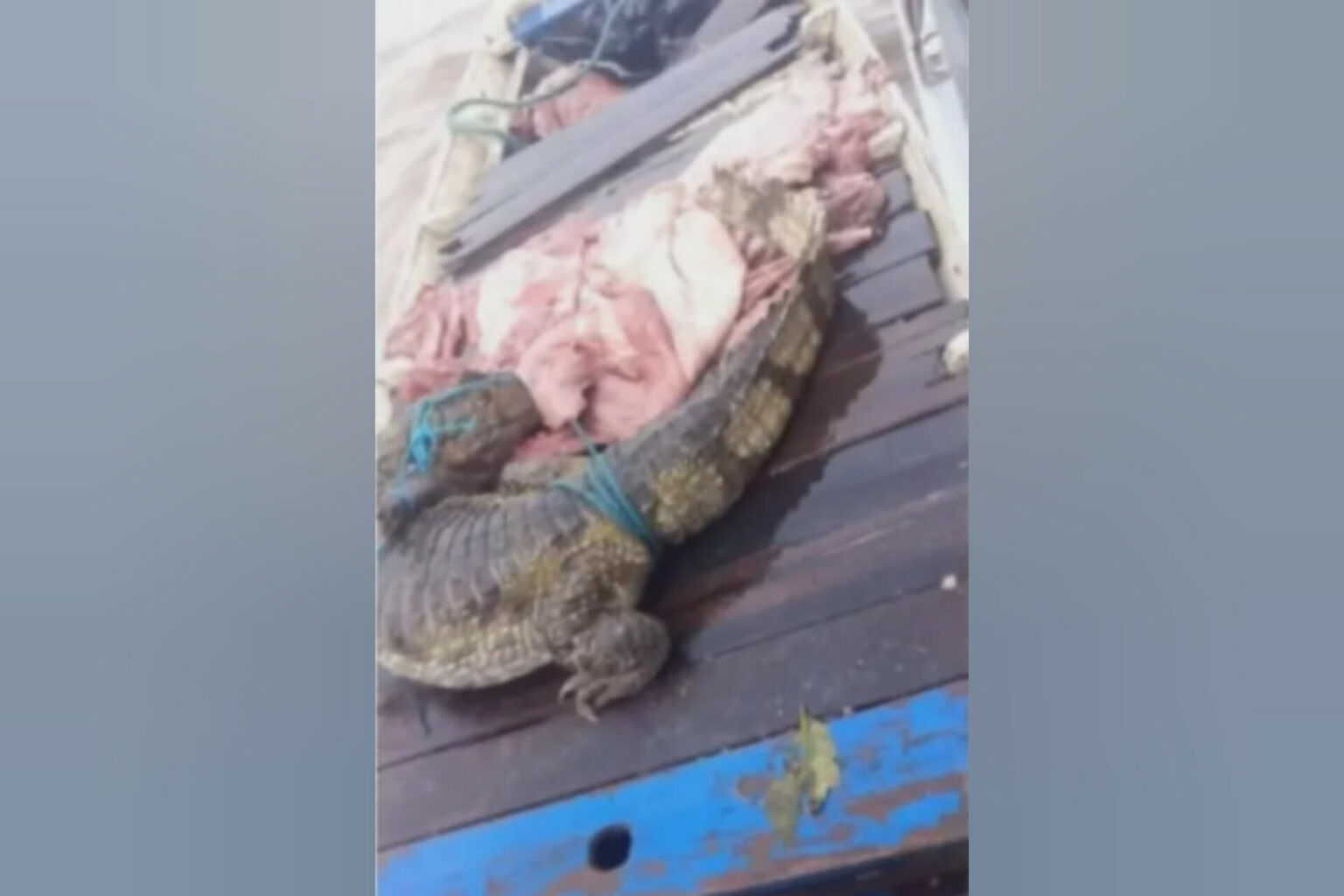 Jacaré é resgatado de embarcação com mais de 200 kg de carne de capivara no Marajó