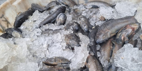 No Pará, PRF apreende mais de uma tonelada de pescado na BR-315