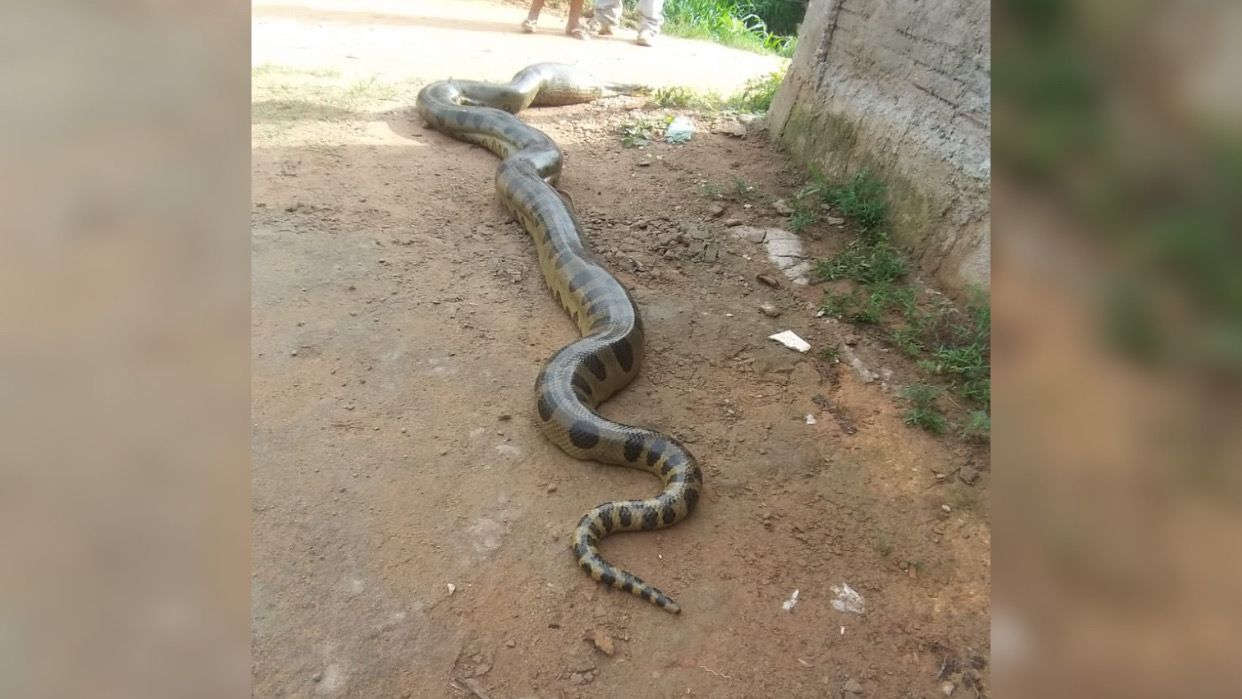 Sucuri de quatro metros devora presa e assusta moradores em Marabá