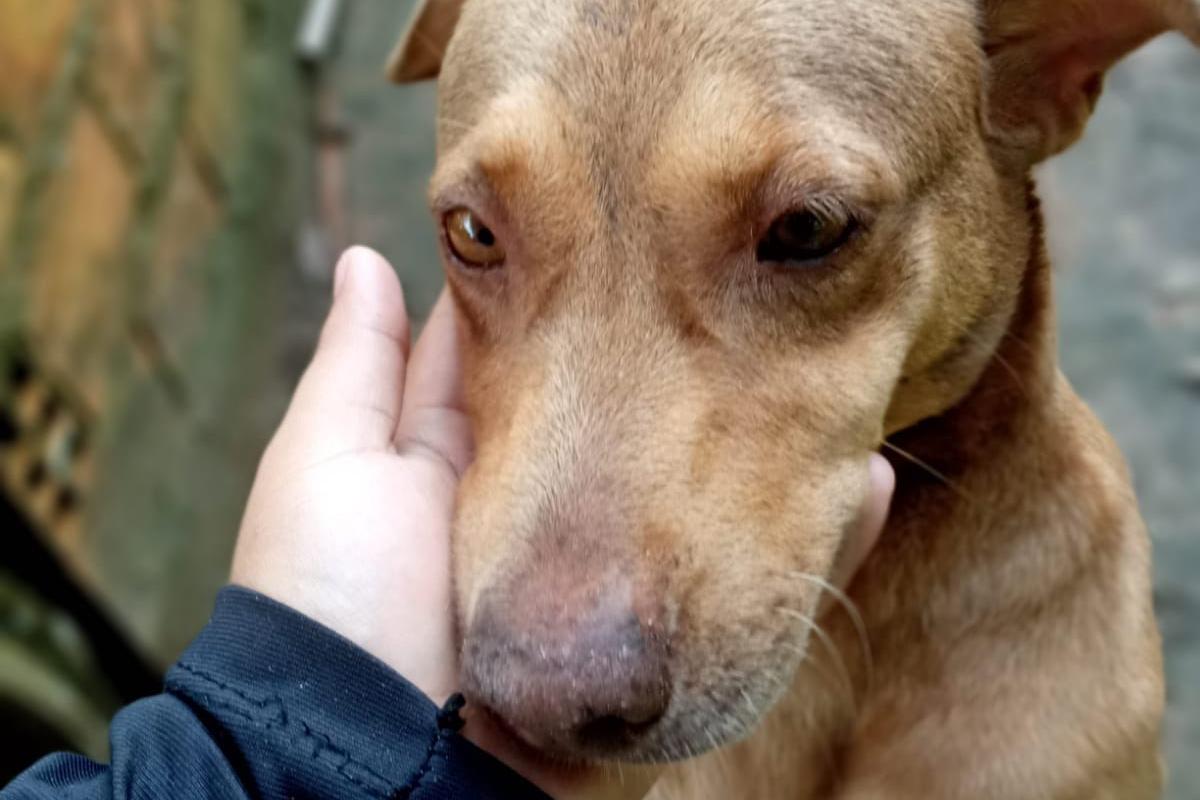 Cadela encontra idoso desaparecido há seis dias no Pará