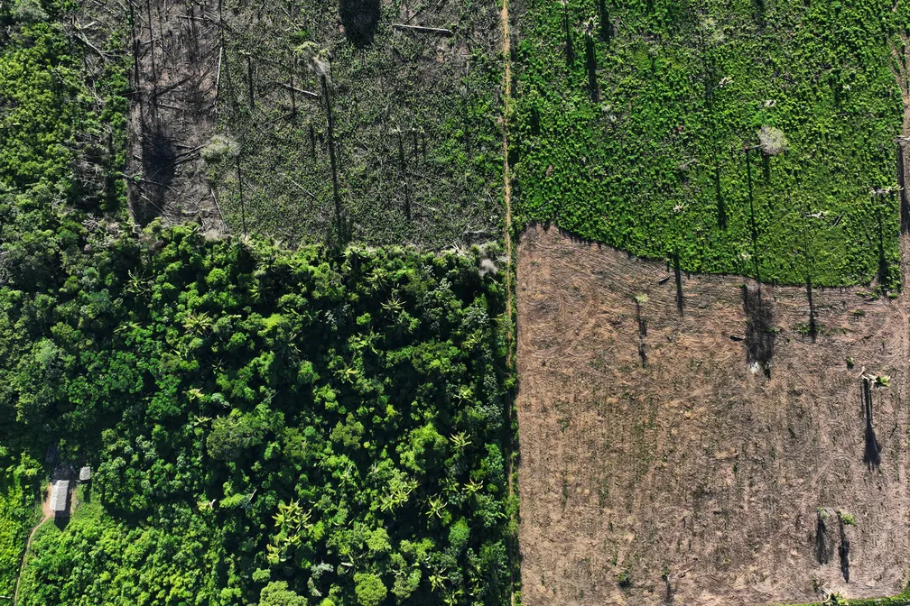 Alertas de desmatamento na Amazônia caem 61% em janeiro