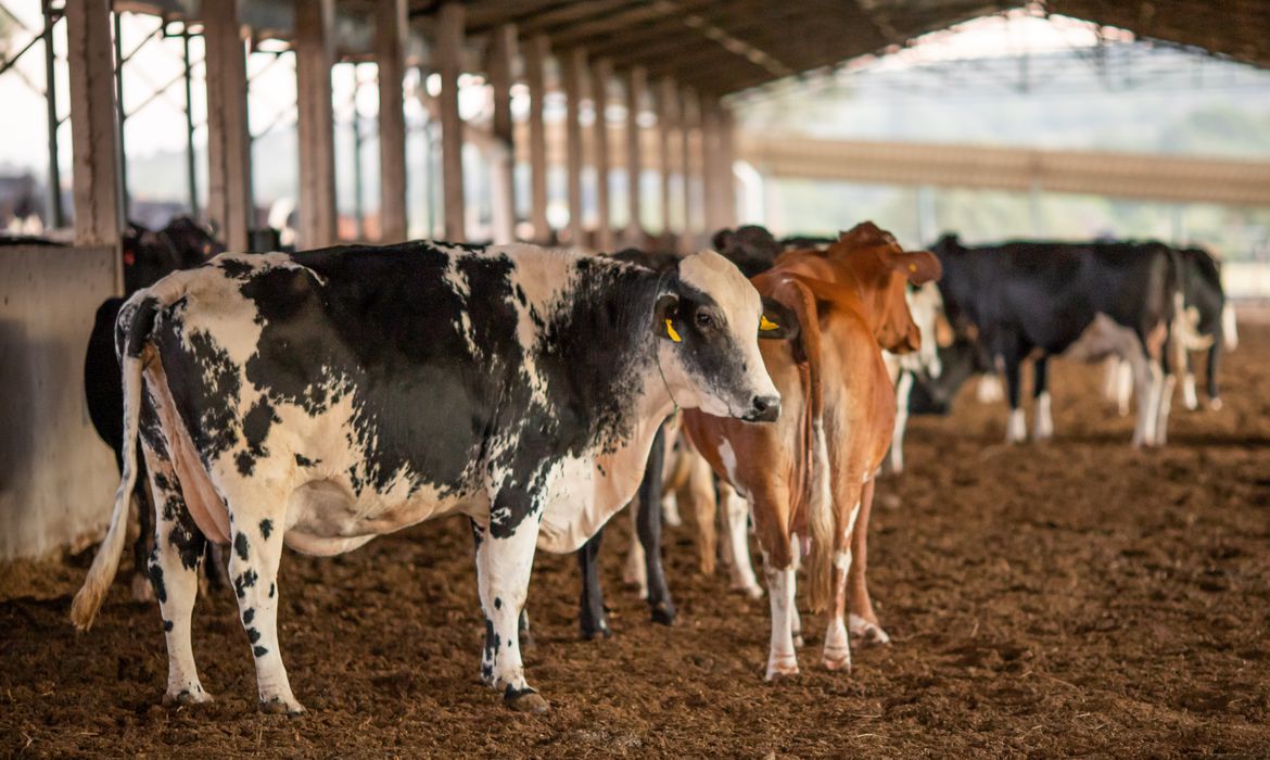 Brasil suspende exportações de carne bovina à China após caso de ‘vaca louca’ no Pará