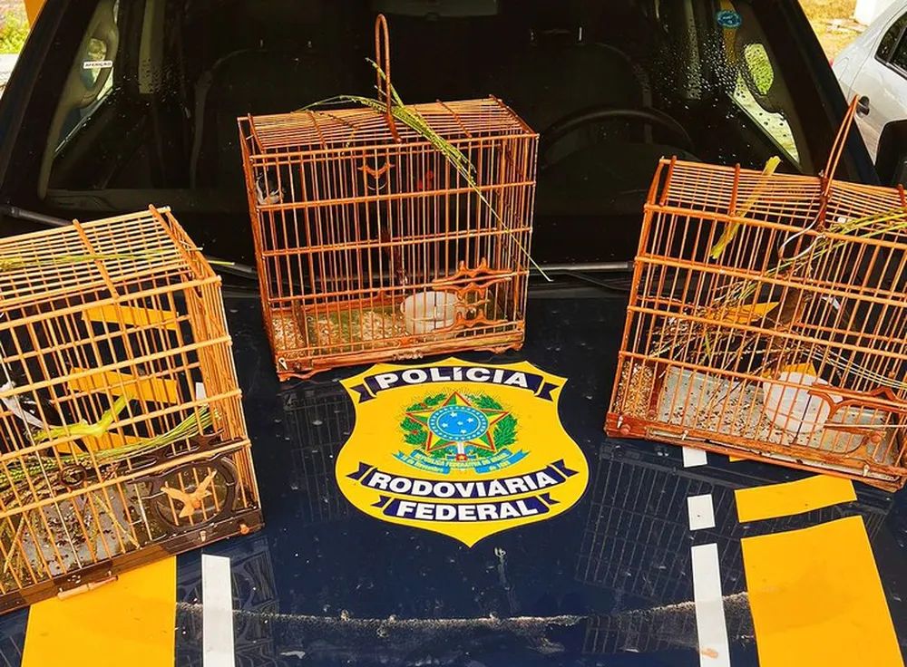 PRF resgata três aves silvestres no nordeste do Pará