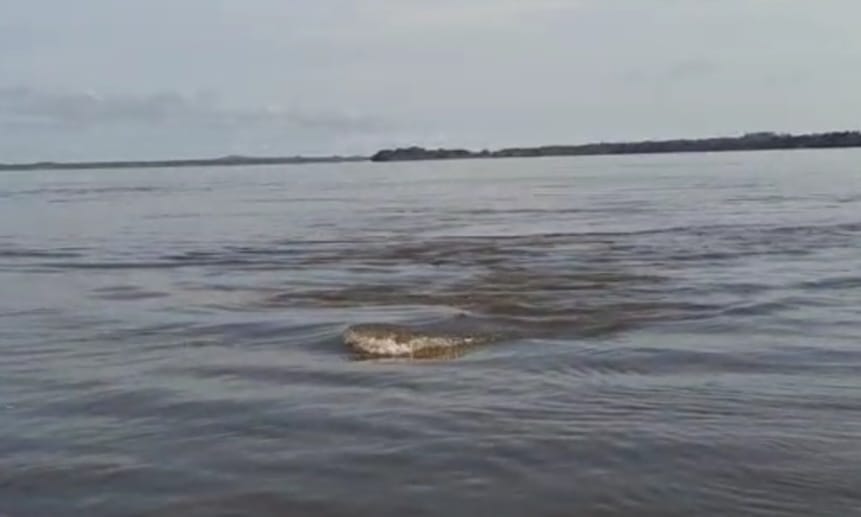 VÍDEO: ‘Bicho misterioso’ assusta pescadores em rio no interior do Pará