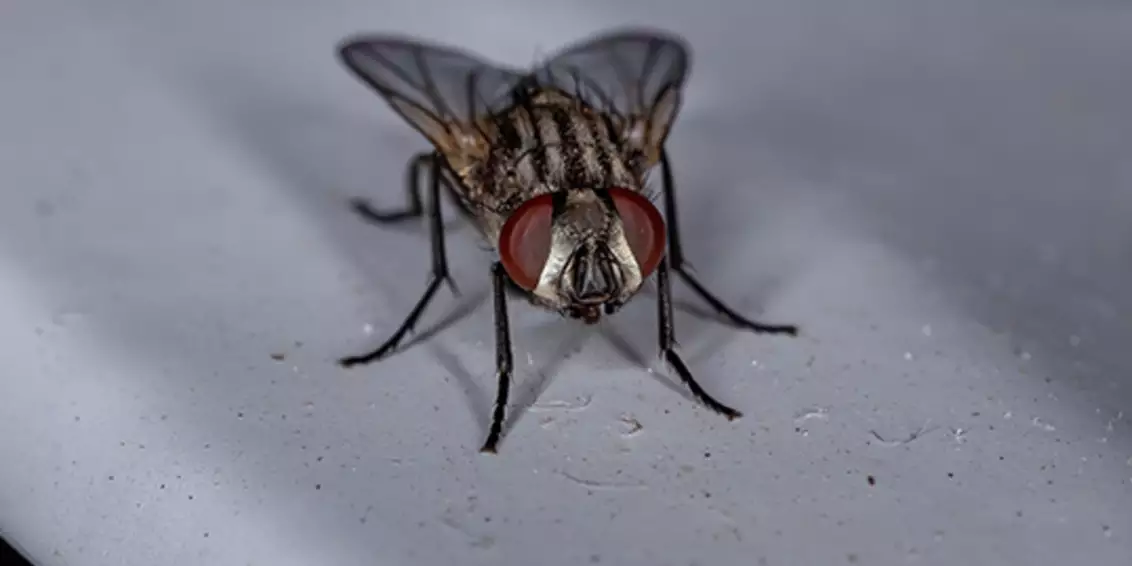 Pará entra em alerta após confirmação de casos de ‘virose da mosca’