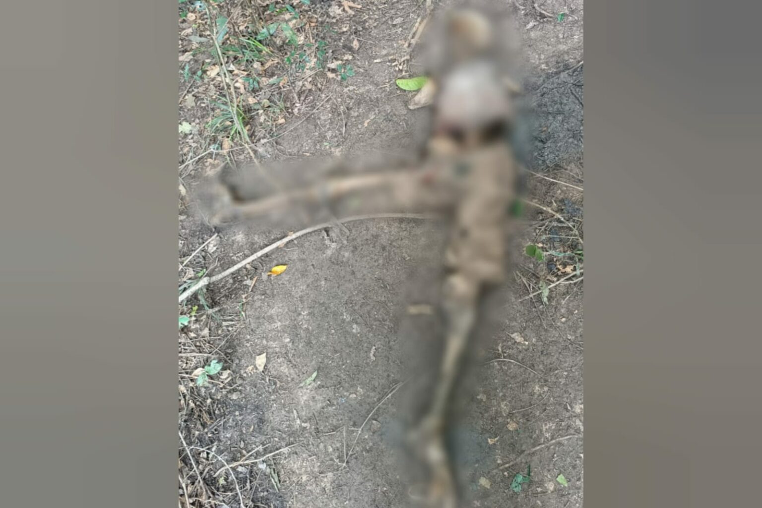Corpo em avançado estado de decomposição é encontrado em Itupiranga