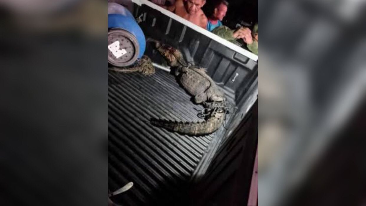 Jacaré aparece na rua e assusta moradores no Pará
