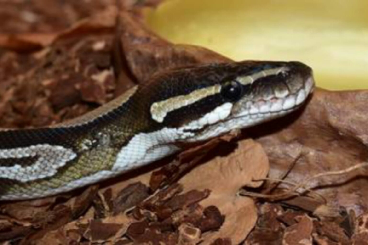 Homem é preso após arrancar cabeça de cobra píton com os dentes