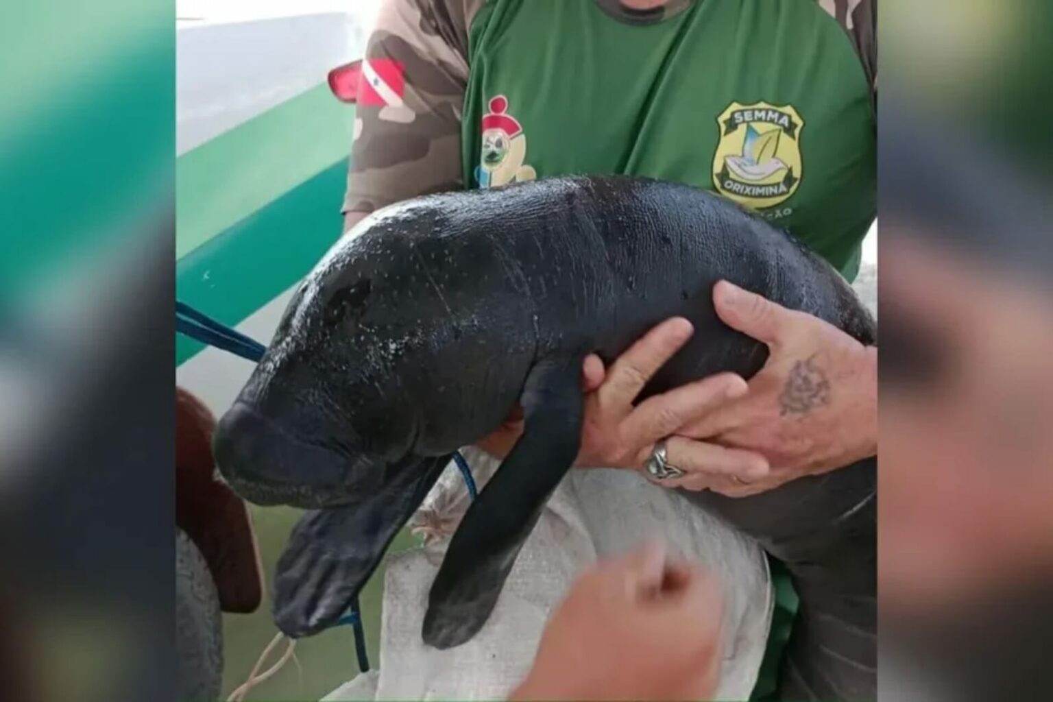 Filhote de peixe-boi é resgatado por agentes da Semma no Pará