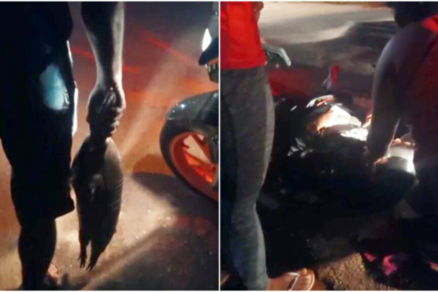 Motociclista sofre acidente após colidir com tatu no Pará