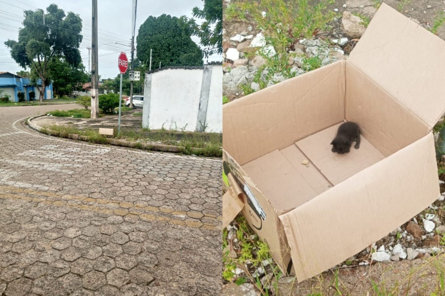 Filhote de gato é abandonado em via pública de Marabá