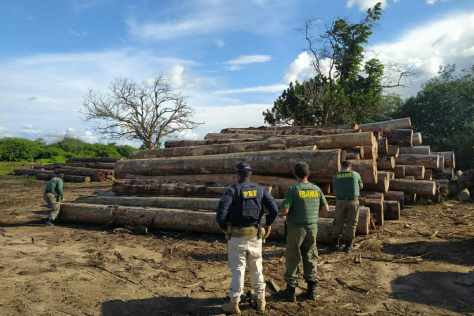 PRF e Ibama apreendem mais de 4.000 m³ de madeira ilegal em Jacundá