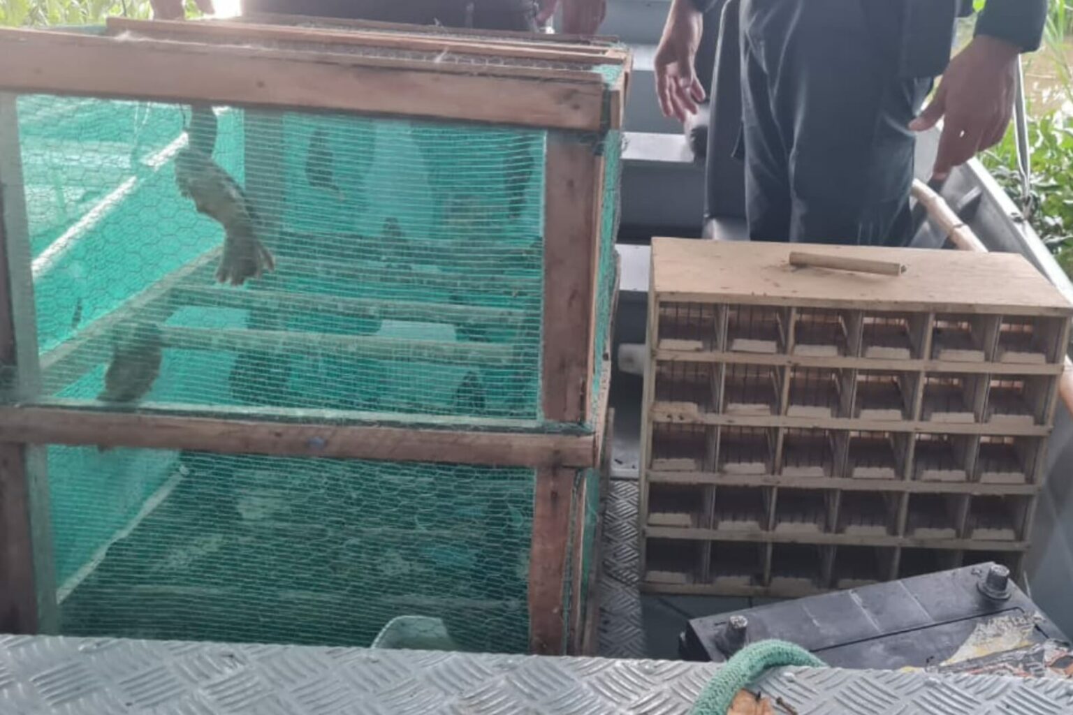 PM apreende gaiola com aves e bicho-preguiça no Marajó