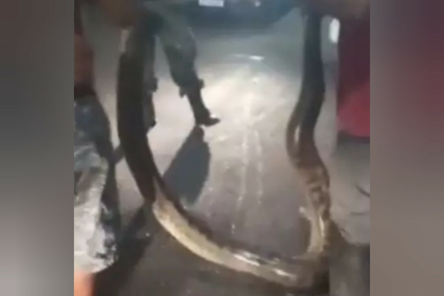 Cobra de cerca de quatro metros é capturada no Pará