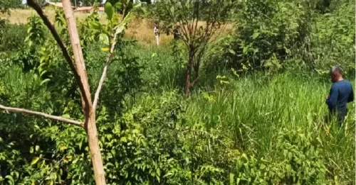 Dupla é presa após executar mulher a tiros no Pará