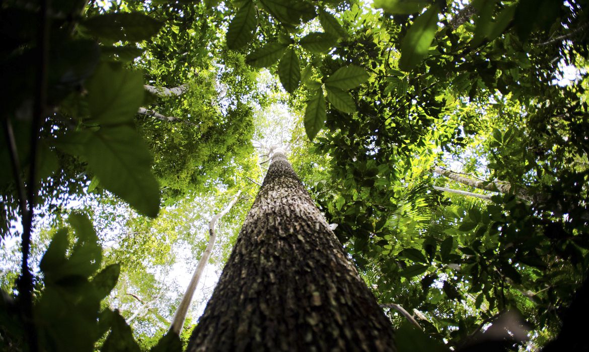 Programa vai formar empreendedores que apoiem floresta amazônica