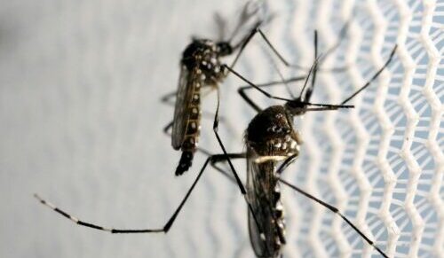 Nova vacina contra a dengue chega ao Brasil na próxima semana