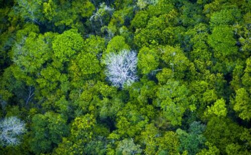 Pará está fora da lista dos 10 que mais desmataram a Amazônia
