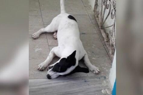 Justiça determina perda de cargo de PM condenado por matar cachorro a tiros