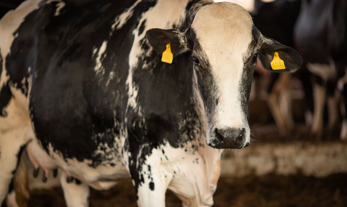 Ministério da Agricultura confirma que caso de vaca louca é atípico