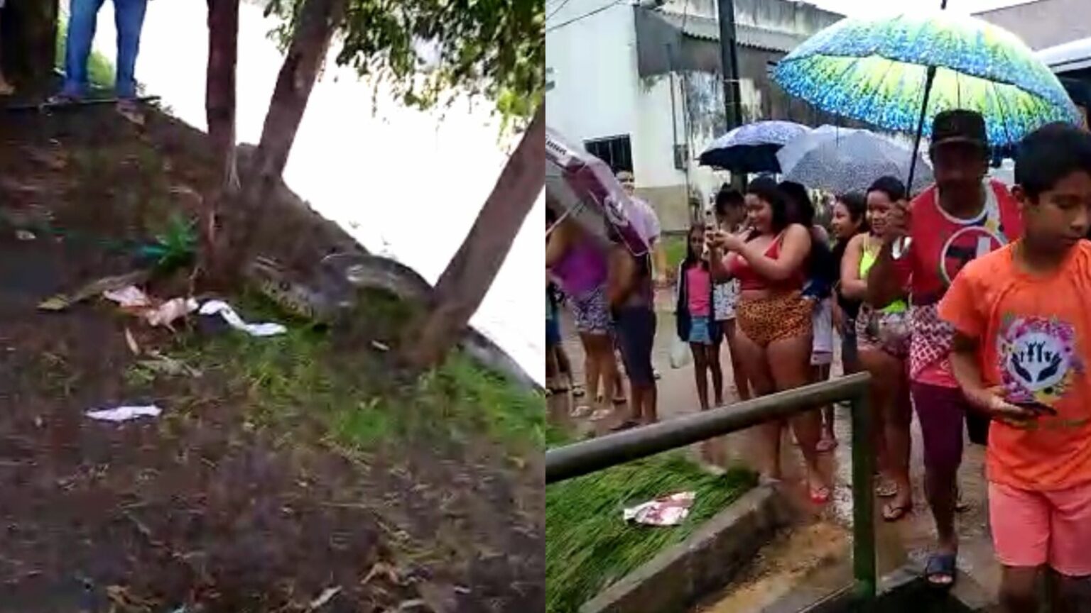 VÍDEO: Sucuri de 3 metros assusta moradores na Folha 27
