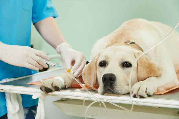 ‘Pará Pet’ retoma procedimentos gratuitos de castração animal