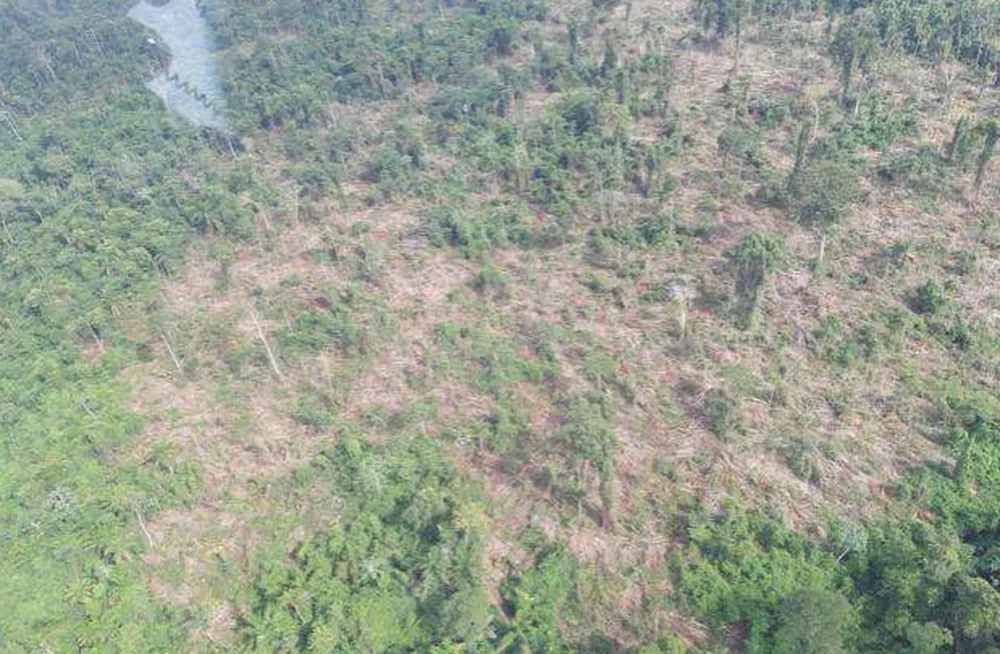 MPF quer que fazendeiro pague R$ 81 milhões por desmatar floresta no Pará